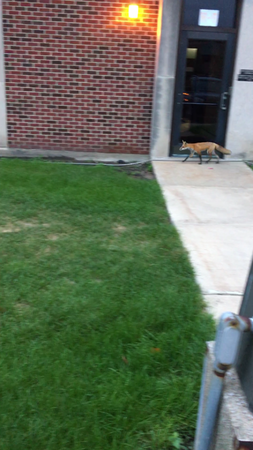 PNW’s fox, named “Red” by campus police, strolls around the Hammond campus near the police station.